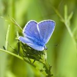 Icarusblauwtje (vlindergraf en kinder natuurgraf)