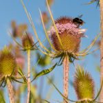 Flora und fauna (gruppenführung)
