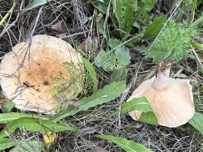 Donzige melkzwam (Paddenstoelen/Pilzen)