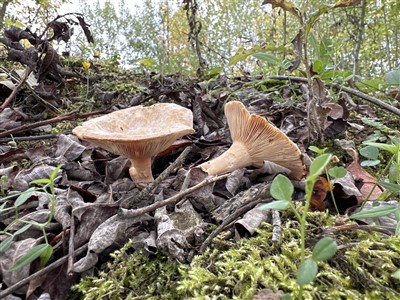 Kaneelkleurige melkzwam (Paddenstoelen/Pilze)