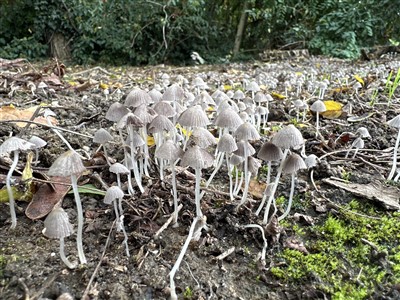 Zwerminktzwam (Paddenstoelen/Pilze)