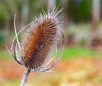 Kaardebol in de herfst